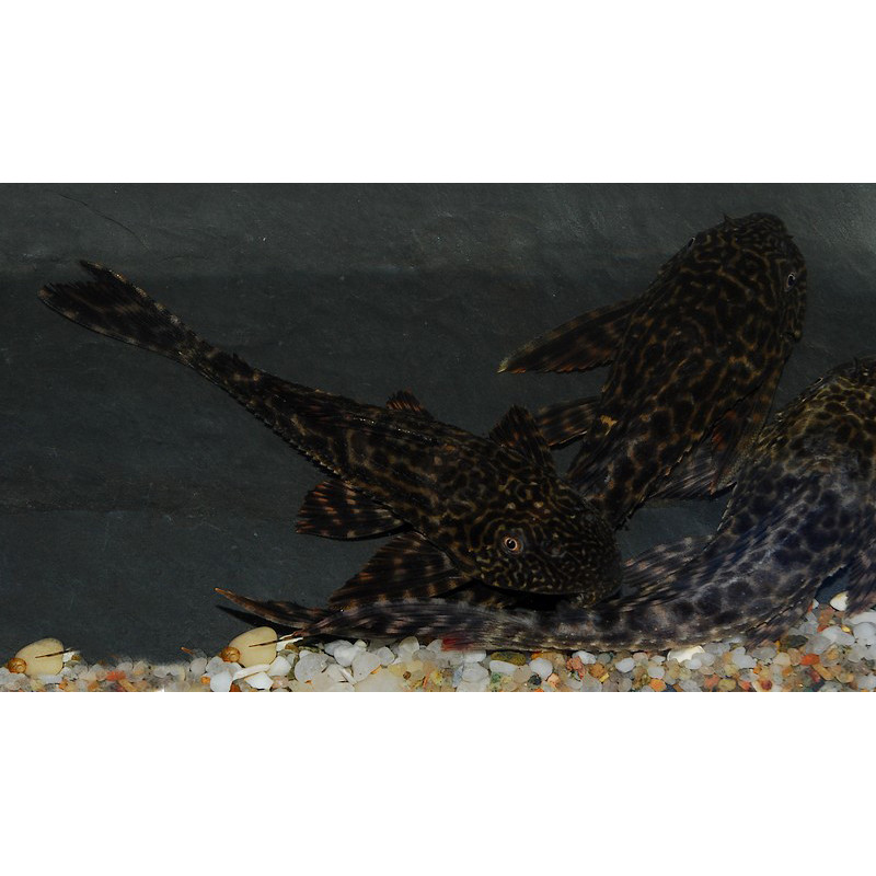 Hypostomus plecostomus 4-4,5 cm