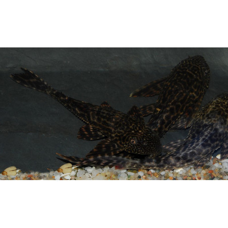 Hypostomus plecostomus 3,5 cm