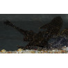 Hypostomus plecostomus 3,5 cm