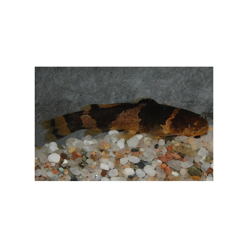 Microglanis poecilus 3,5 cm Microglanis poecilus 3,5 cm
