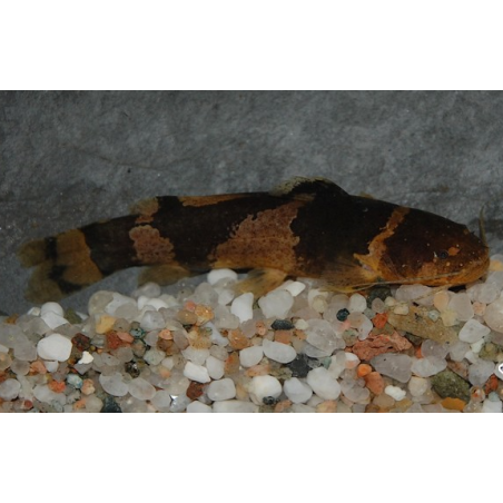 Microglanis poecilus 3,5 cm