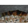 Microglanis poecilus 3,5 cm