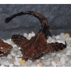 Bunocephalus coracoideus 4-4,5 cm
