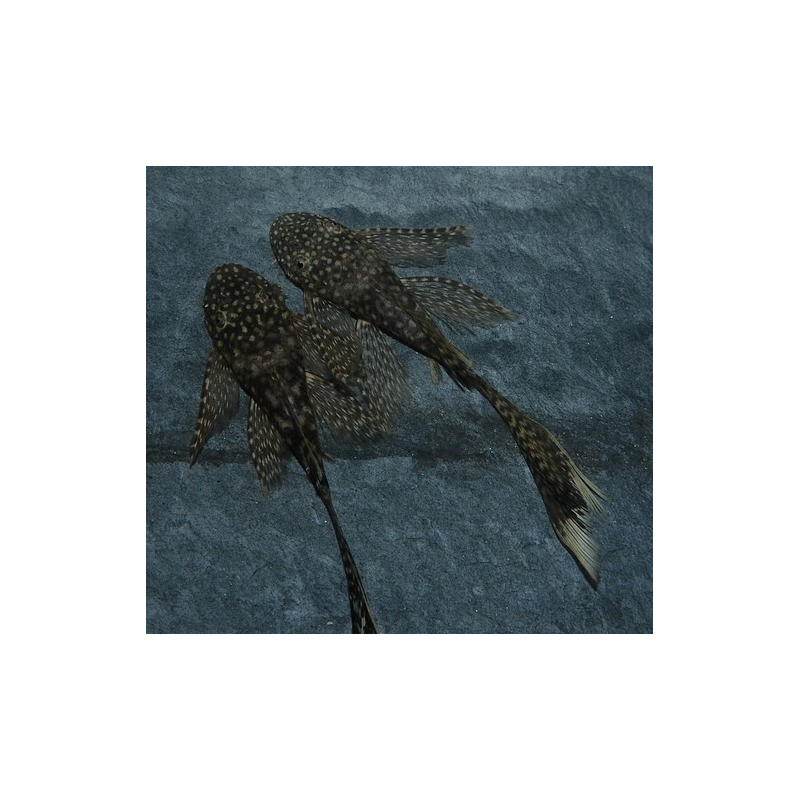 Ancistrus species (L144a) voilé 4-4,5 cm