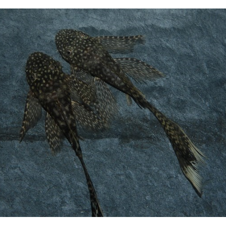 Ancistrus species (L144a) voilé 4-4,5 cm