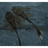 Ancistrus species (L144a) voilé 3,5 cm