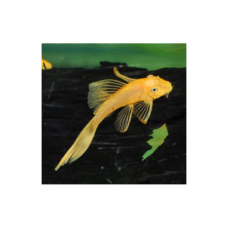 Ancistrus species (L144a) albinos voilé 3,5 cm