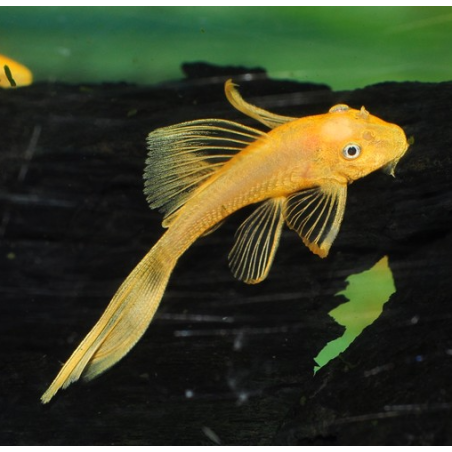 Ancistrus species (L144a) albinos voilé 3,5 cm