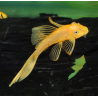 Ancistrus species (L144a) albinos voilé 3 cm