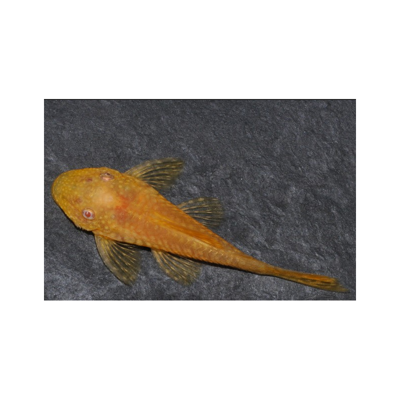Ancistrus species (L144a) albinos "sélection super jaune" 4-4,5 cm