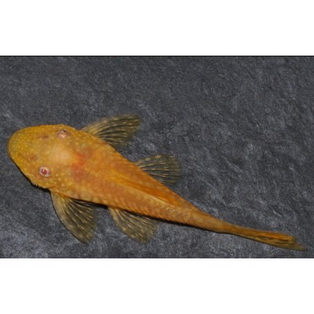 Ancistrus species (L144a) albinos "sélection super jaune" 4-4,5 cm