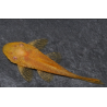 Ancistrus species (L144a) albinos "sélection super jaune" 4-4,5 cm