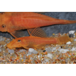 Ancistrus species brun (LDA16) "sélection super rouge" 3,5 cm