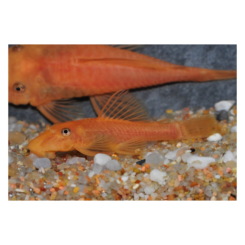 Ancistrus species brun (LDA16) "sélection super rouge" 3,5 cm