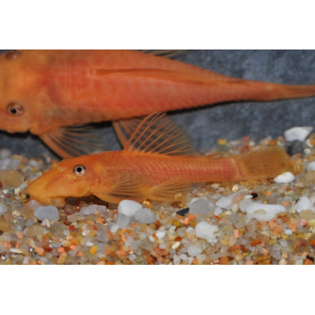 Ancistrus species brun (LDA16) "sélection super rouge" 3,5 cm