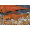 Ancistrus species brun (LDA16) "sélection super rouge" 3,5 cm