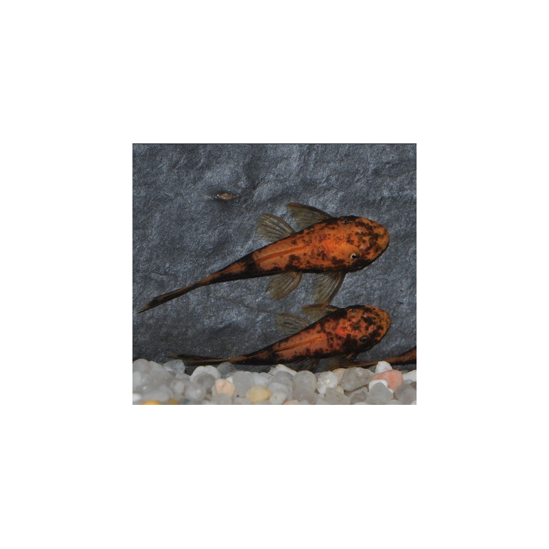 Ancistrus species brun (LDA16) 3,5 cm