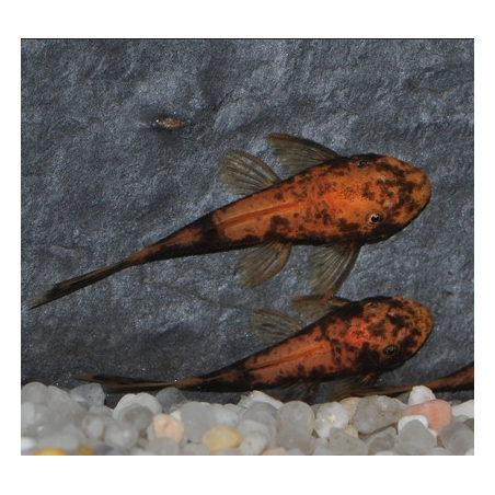 Ancistrus species brun (LDA16) 3,5 cm