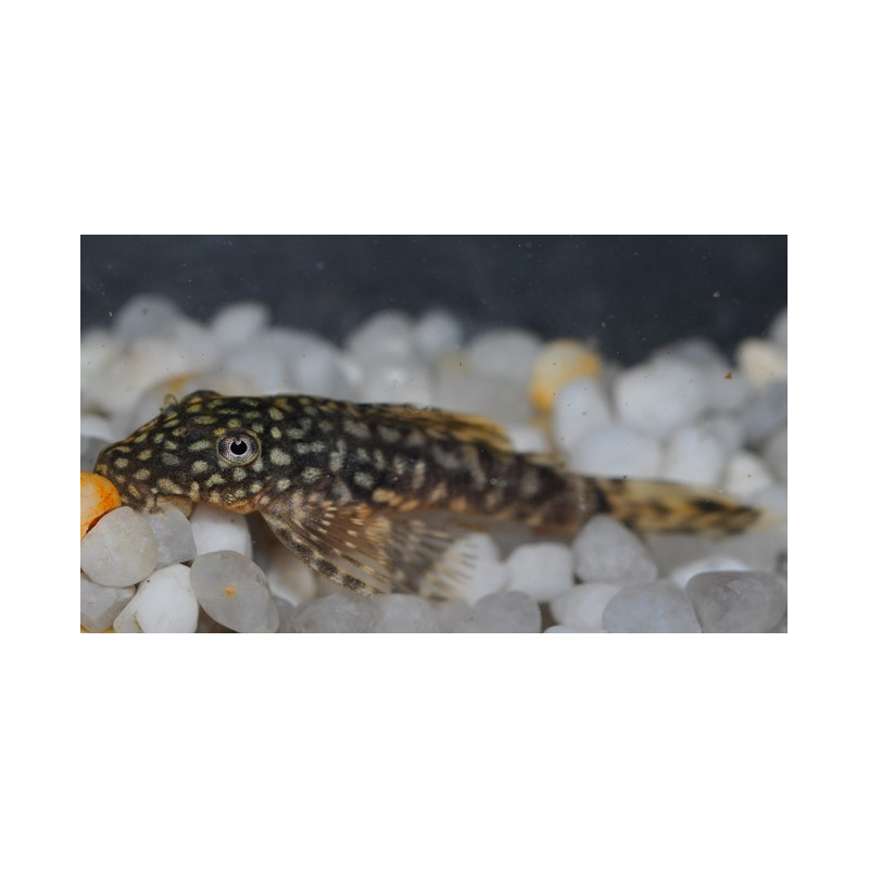 Ancistrus species (L144a) (Silure bleu) 7-8,5 cm