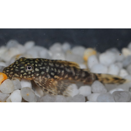 Ancistrus species (L144a) (Silure bleu) 5-5,5 cm