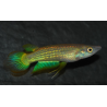 Aplocheilus lineatus (Panchax rayé) doré 5-5,5 cm
