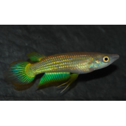 Aplocheilus lineatus (Panchax rayé) doré 3,5 cm