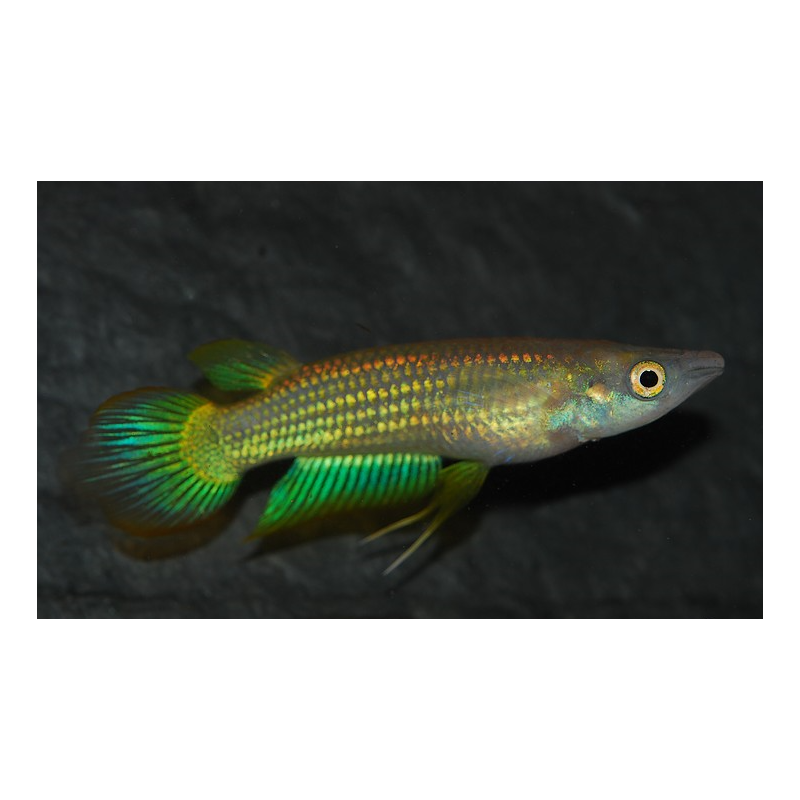 Aplocheilus lineatus (Panchax rayé) doré 3,5 cm