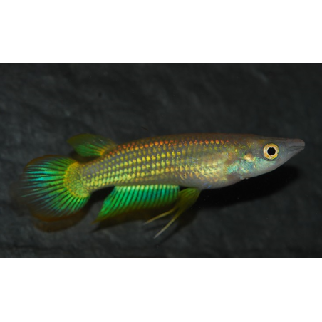 Aplocheilus lineatus (Panchax rayé) doré 3,5 cm