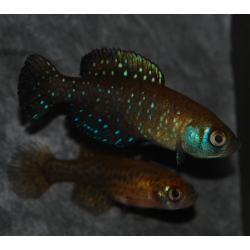 Cynolebias nigripinnis 2,5 cm