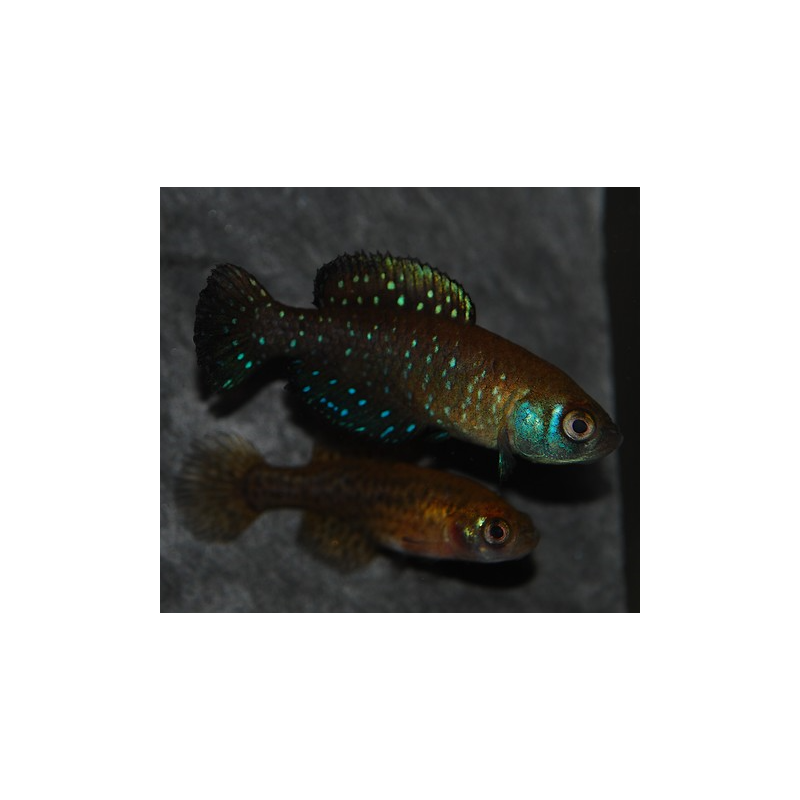 Cynolebias nigripinnis 2,5 cm