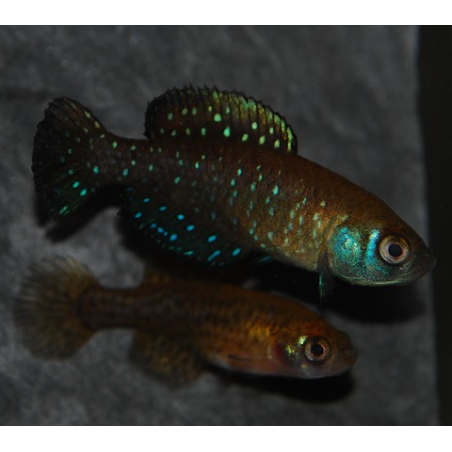 Cynolebias nigripinnis 2,5 cm