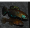 Cynolebias nigripinnis 2,5 cm