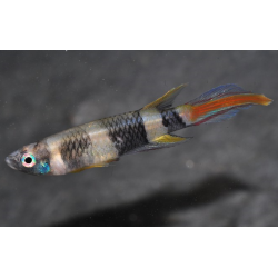 Epiplatys annulatus (Pseudepiplatys annulatus) (Killi clown) 2,5 cm