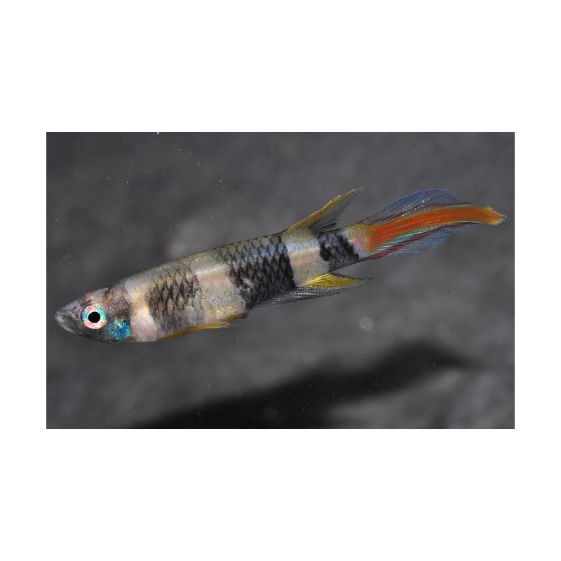Epiplatys annulatus (Pseudepiplatys annulatus) (Killi clown) 2 cm