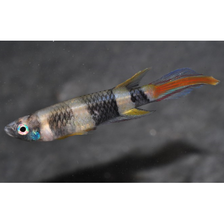 Epiplatys annulatus (Pseudepiplatys annulatus) (Killi clown) 2 cm