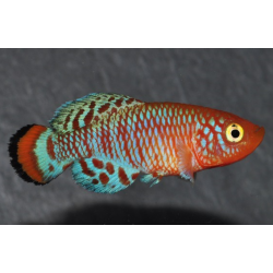 Nothobranchius rachovii 3 cm