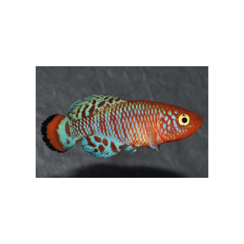 Nothobranchius rachovii 3 cm