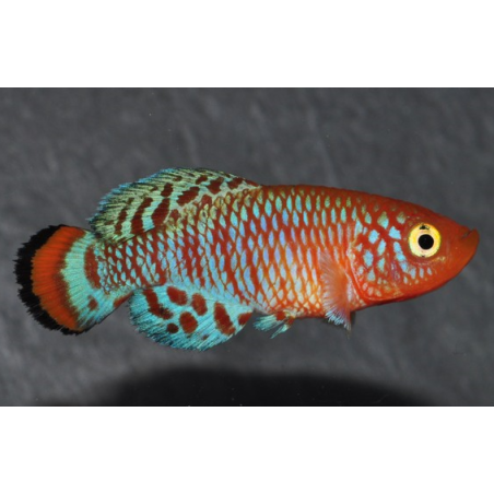 Nothobranchius rachovii 3 cm