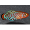 Nothobranchius rachovii 3 cm