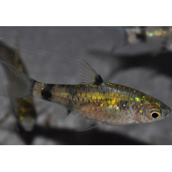 Pethia (Puntius) gelius 1,5 cm