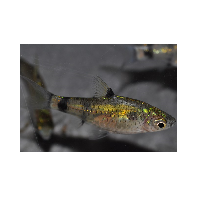 Pethia (Puntius) gelius 1,5 cm Pethia (Puntius) gelius 1,5 cm