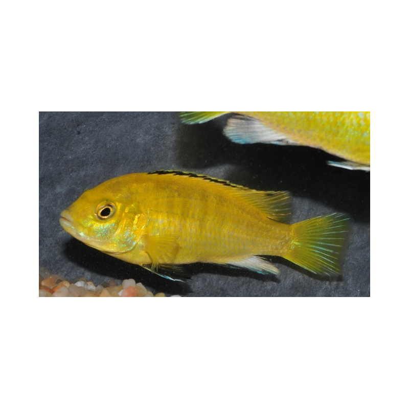 Labidochromis caeruleus Lion s cove 6-6,5cm