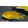 Labidochromis caeruleus Lion s cove 6-6,5cm