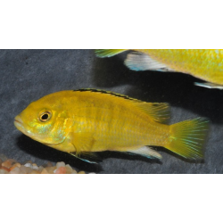 Labidochromis caeruleus Lion s cove 4-4,5cm