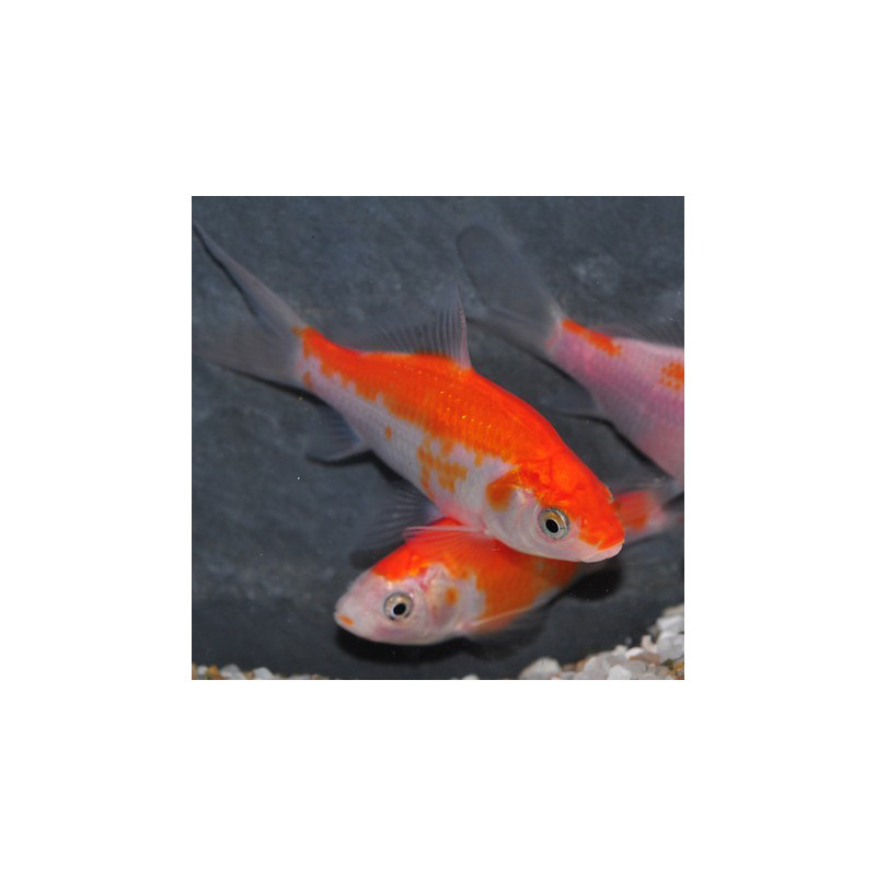 Carassius auratus (Comète rouge et blanche - Saraza) 5-7 cm