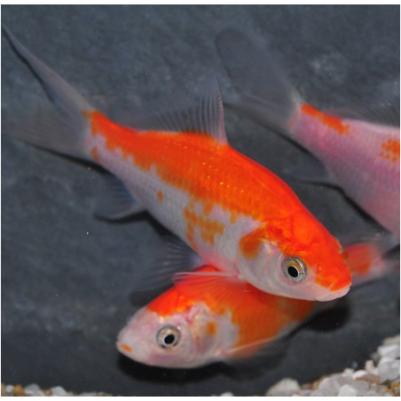 Carassius auratus (Comète rouge et blanche - Saraza) 5-7 cm