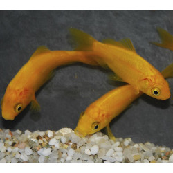 Carassius auratus (Poisson jaune) 7-9 cm