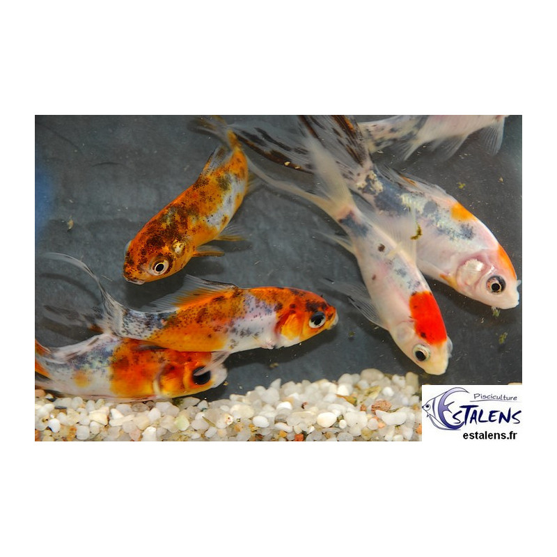 Carassius auratus (Assortis Type Shubunkin) 5-7 cm