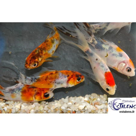 Carassius auratus (Assortis Type Shubunkin) 5-7 cm