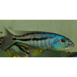 Aristochromis christyi 6-6,5cm